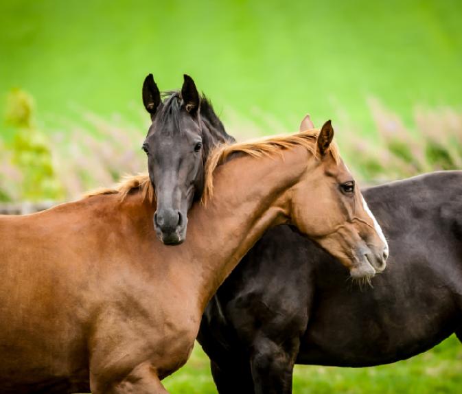 cheval